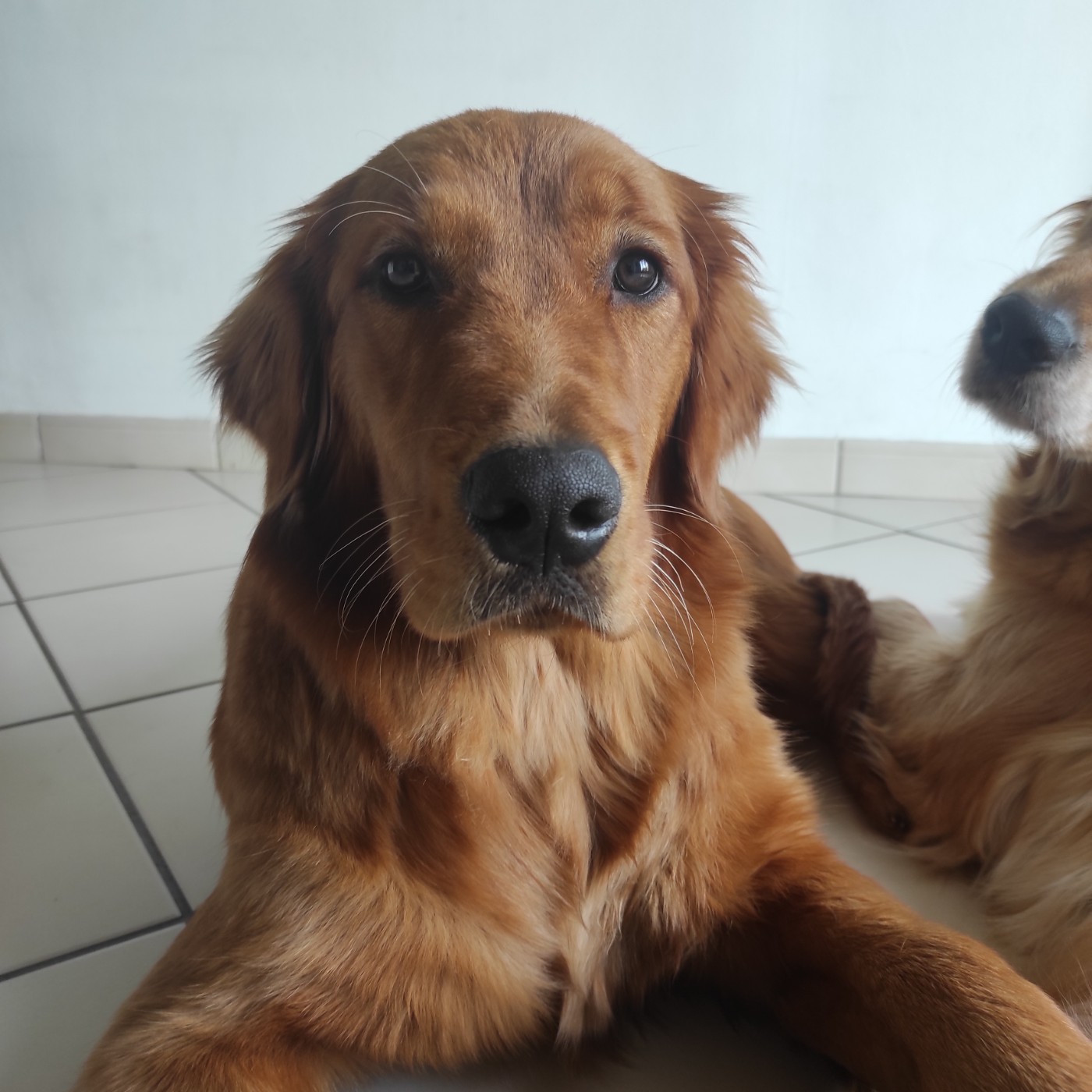 Ariette Du Bois Chenes Tauzains