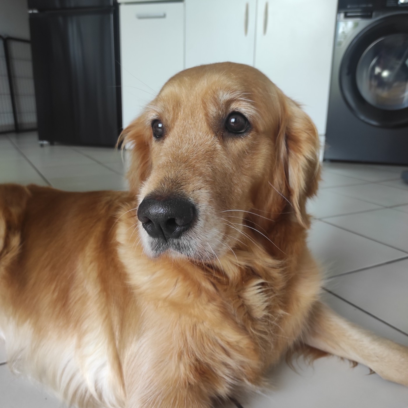 Siena Du Bois Chenes Tauzains