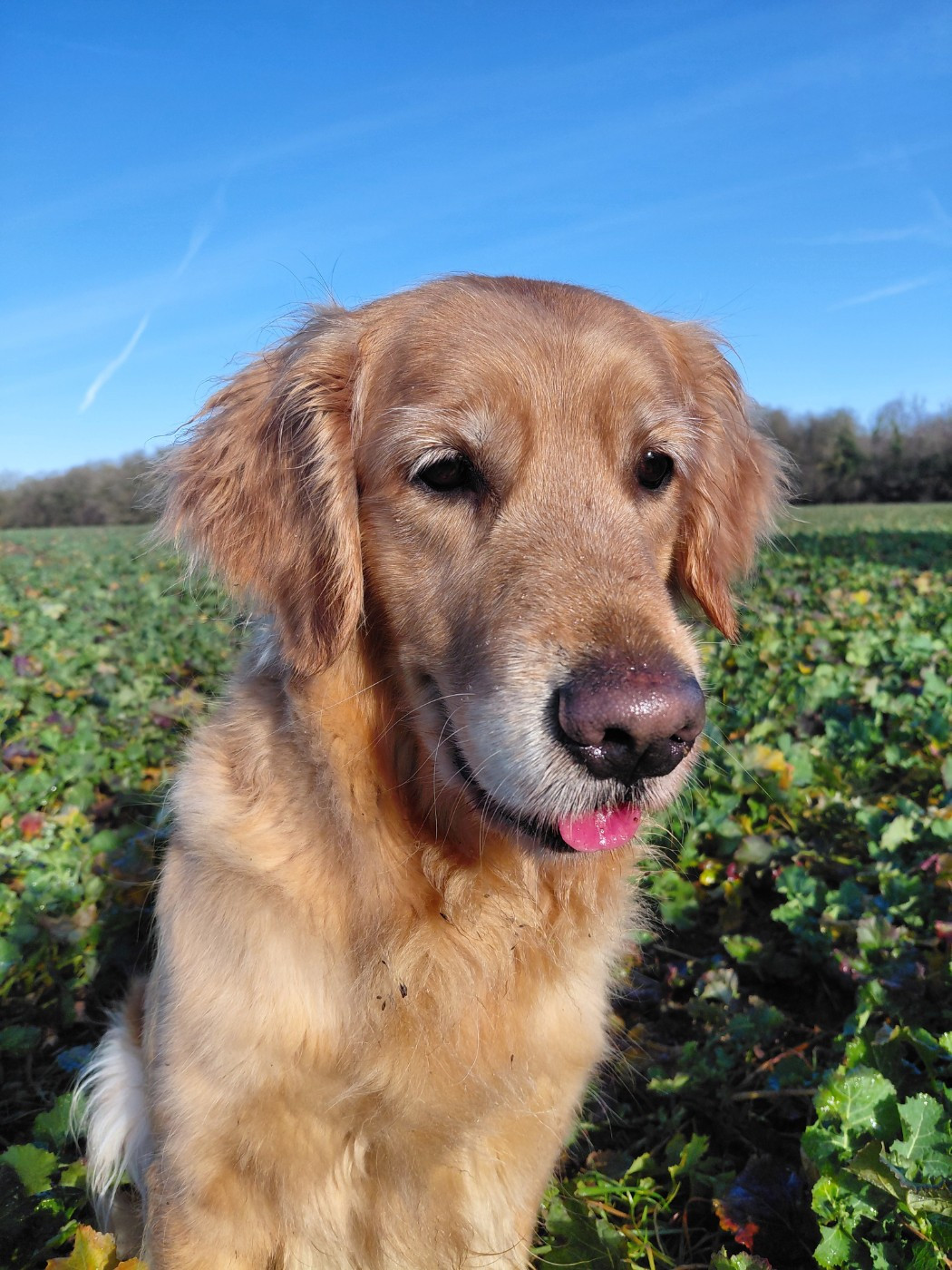 Siena Du Bois Chenes Tauzains