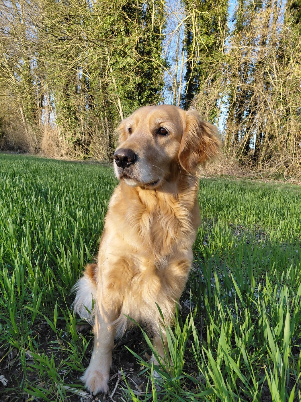 Siena Du Bois Chenes Tauzains