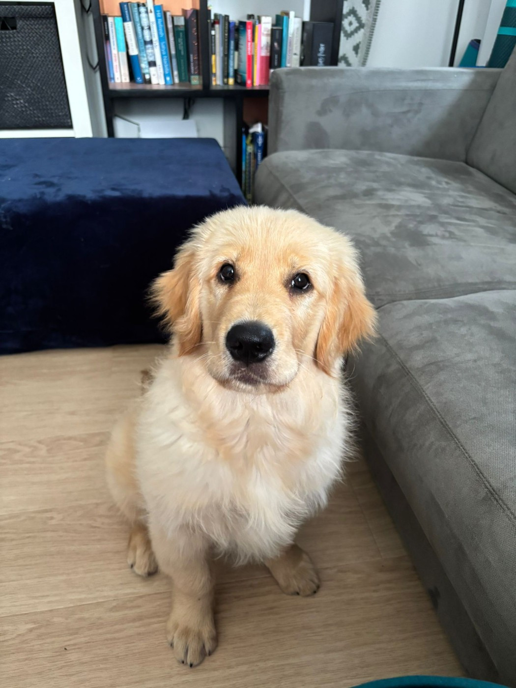 A'kobe Du Bois Chenes Tauzains