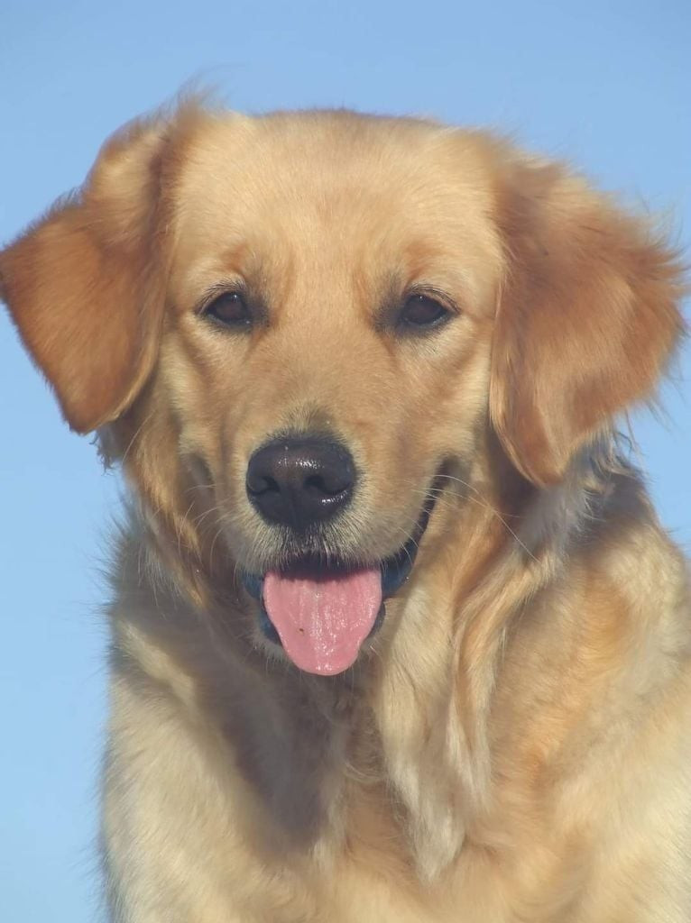 Oppi Du pays sauvage