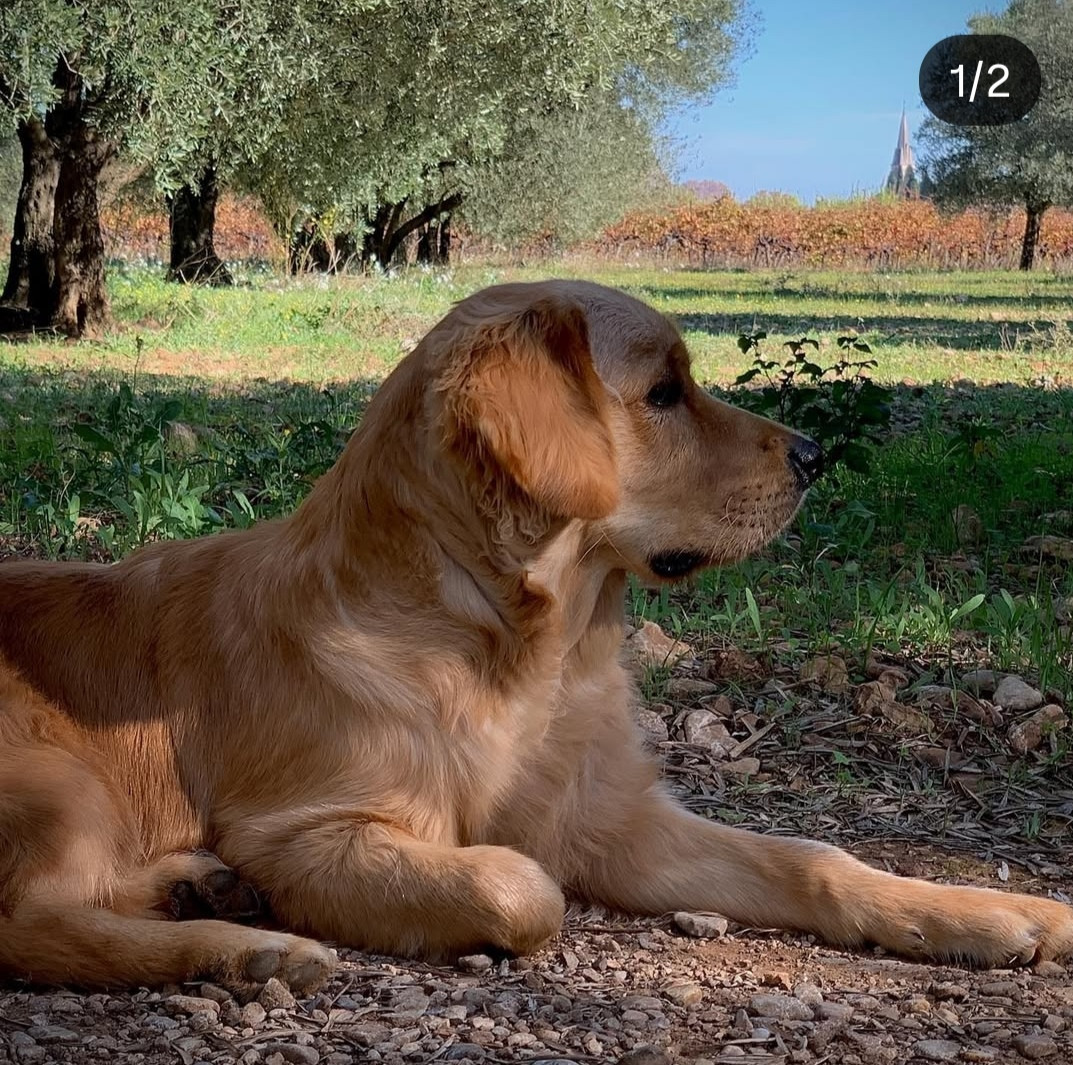 Les bébés d'Oppi et Mo nés en 2020