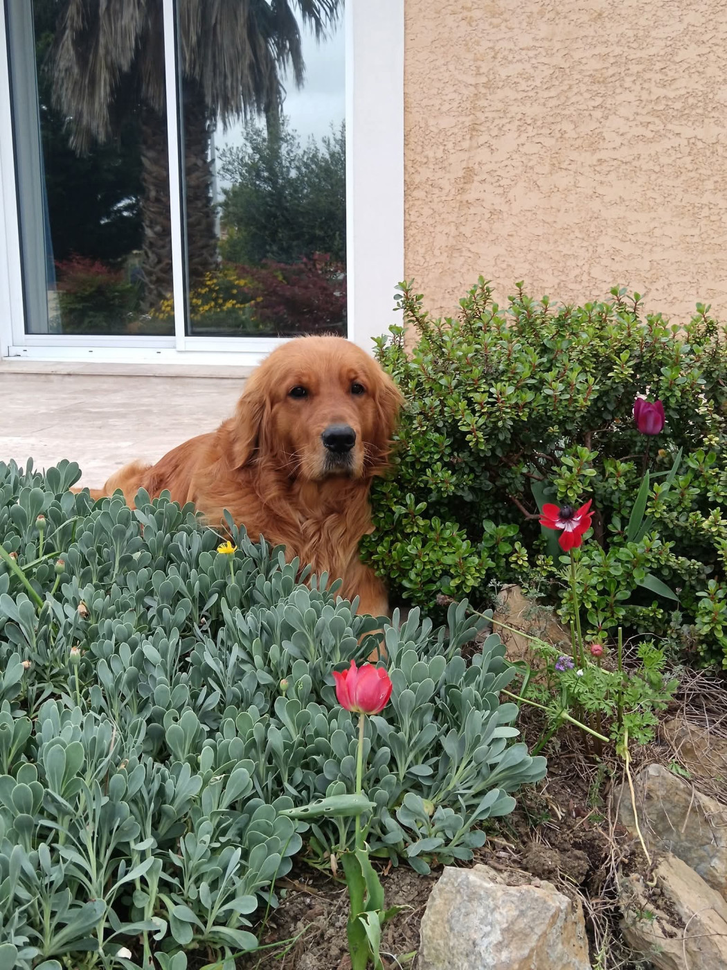 Les bébés d'Oppi et Mo nés en 2021