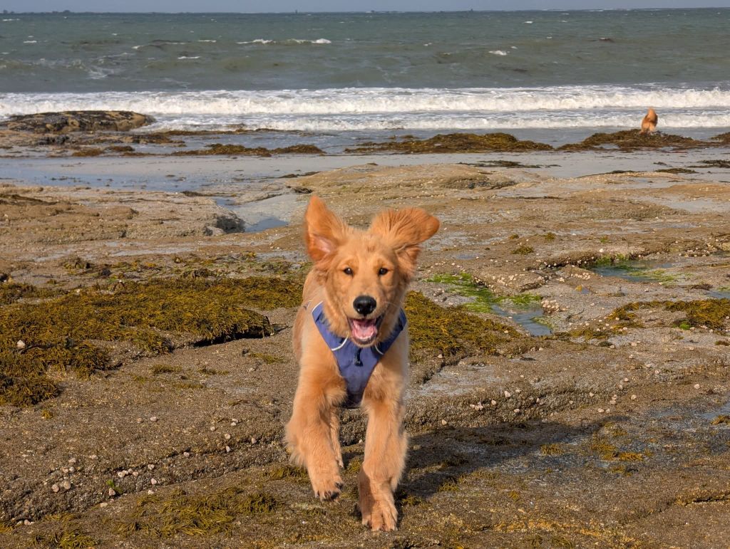 Les bébés de Siena et Tango (Dr Tyson) nés en 2025