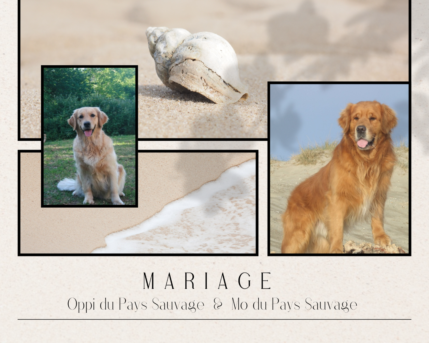 Du Bois Chenes Tauzains - Golden Retriever - Portée née le 29/04/2021