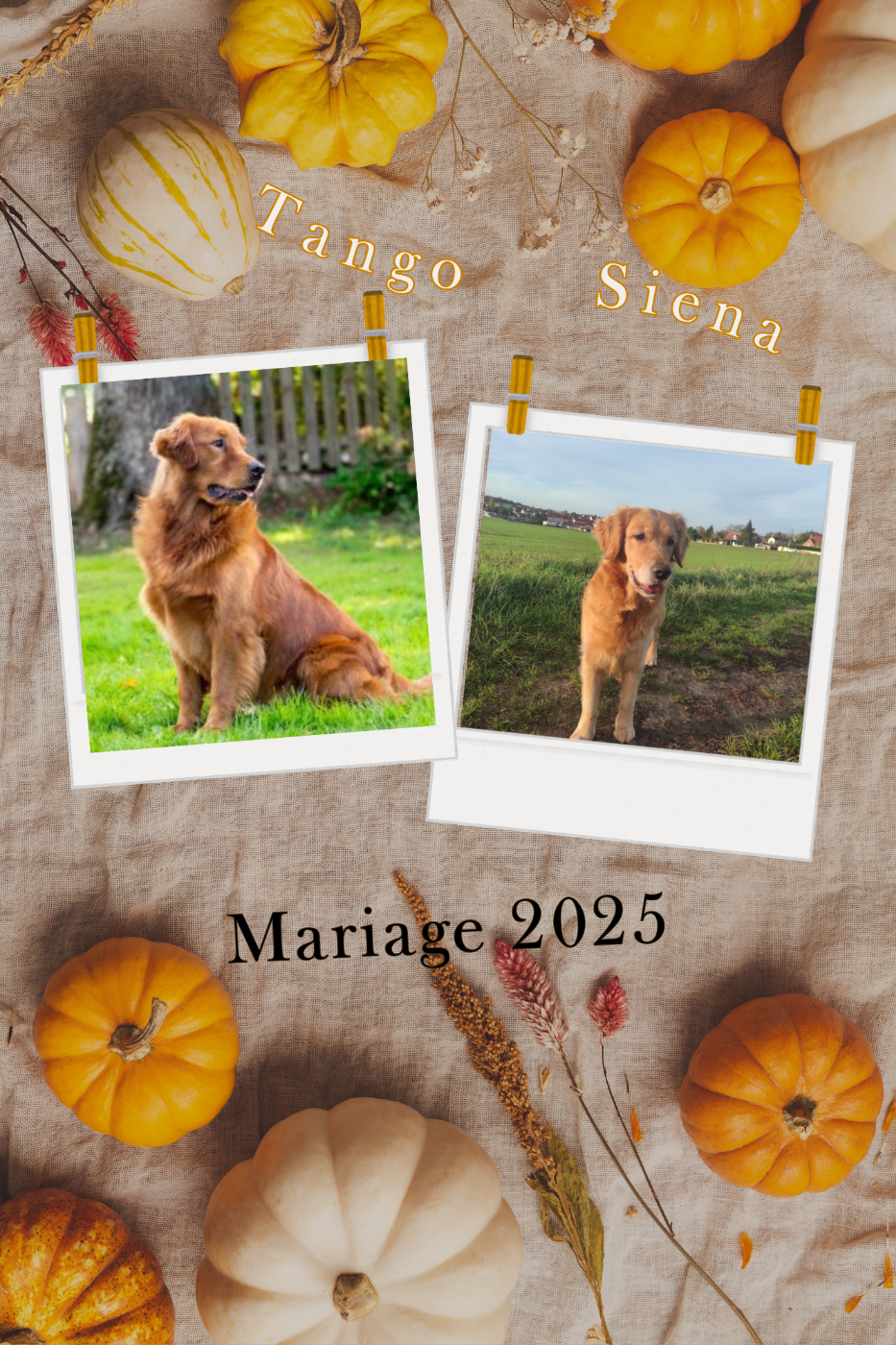 Du Bois Chenes Tauzains - Golden Retriever - Portée née le 13/03/2025