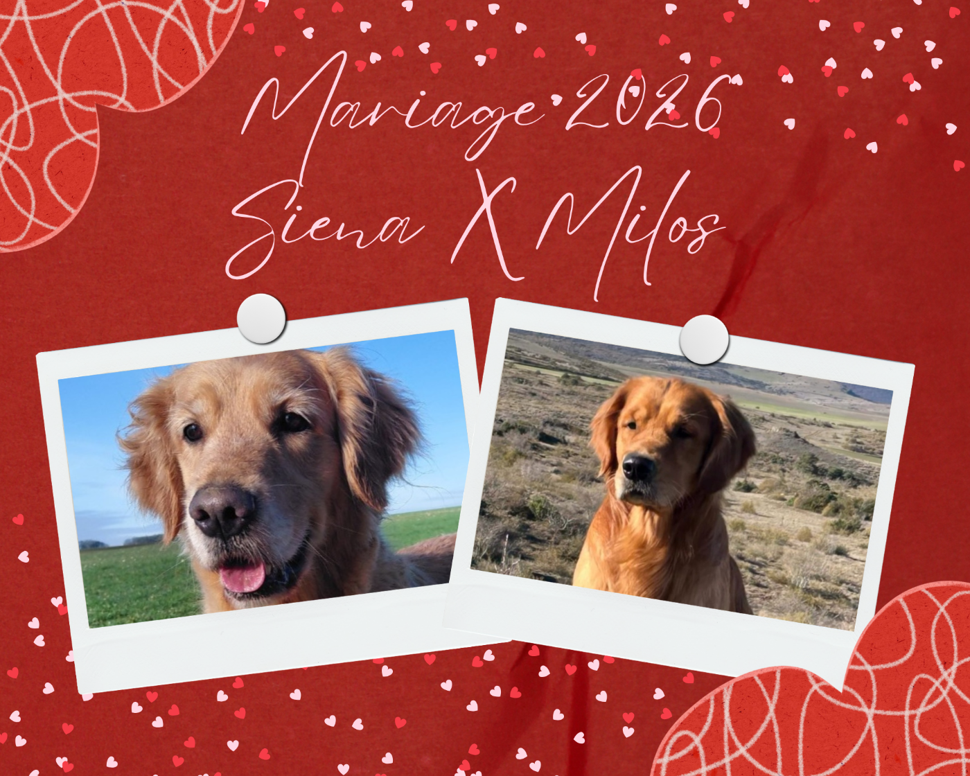 Chiot Golden Retriever Du Bois Chenes Tauzains