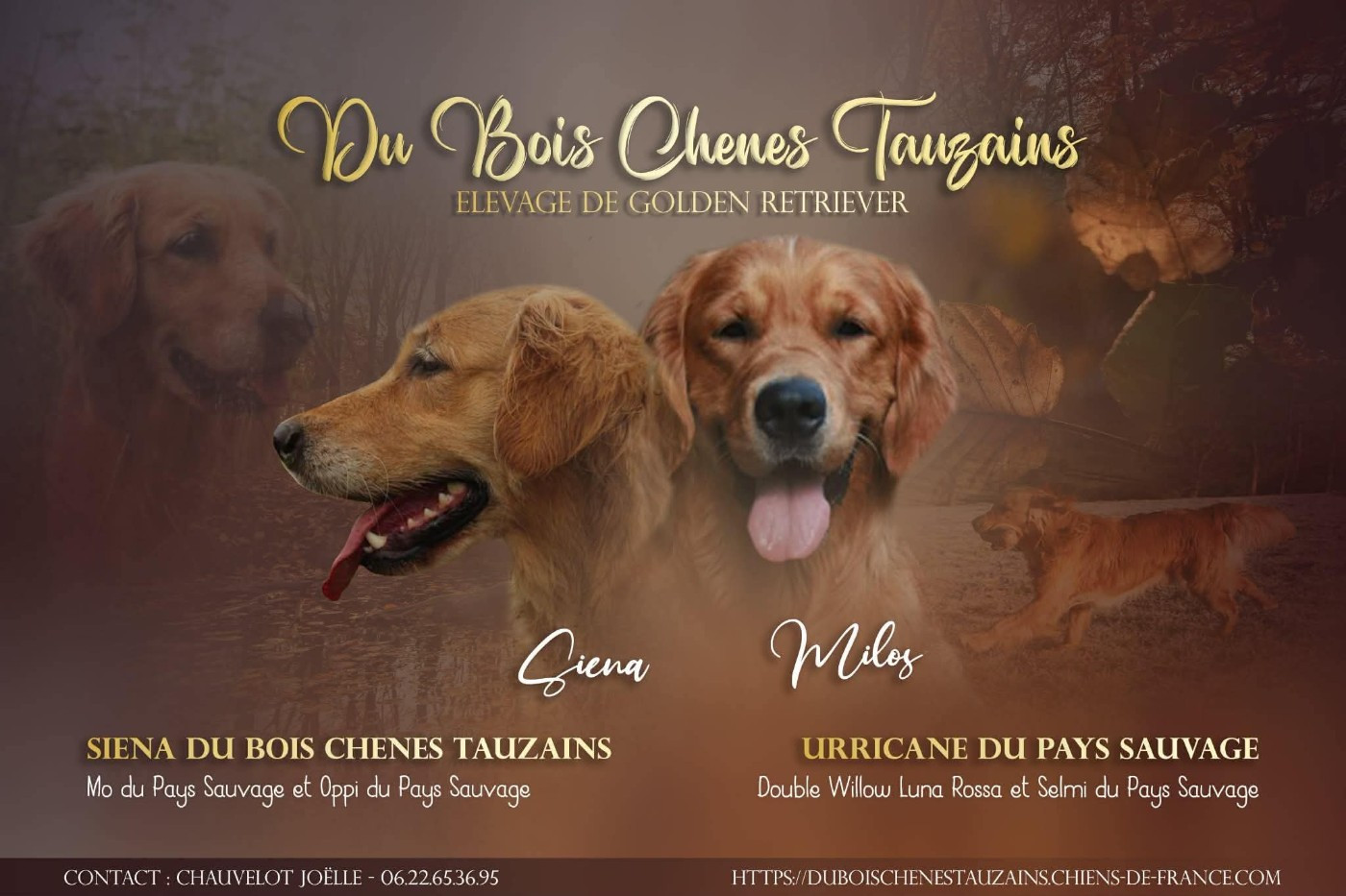 Du Bois Chenes Tauzains - Golden Retriever - Portée née le 12/04/2026