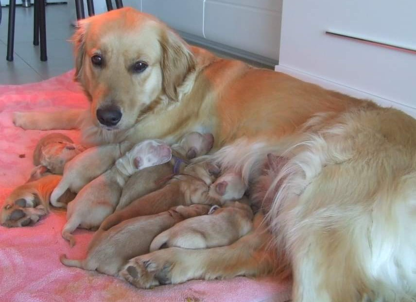 Du Bois Chenes Tauzains - Golden Retriever - Portée née le 11/04/2020