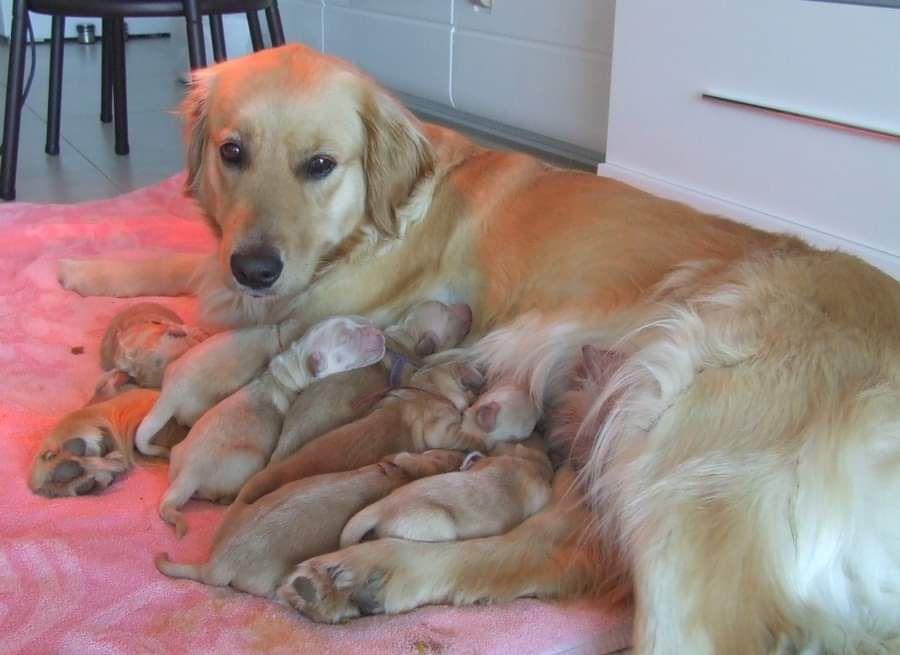 Du Bois Chenes Tauzains - Golden Retriever - Portée née le 11/04/2020